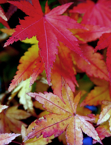 Autumn Maple | by Sharon C Johnson