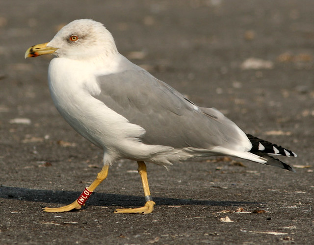 Weisskopfmöwe - Yellow-legged Gull - Gabbiano reale (Larus michahellis) 8-nov-06