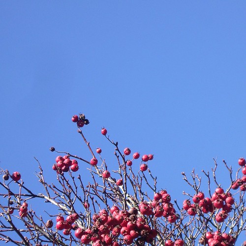 Berry tree | by PhotosByTomTom