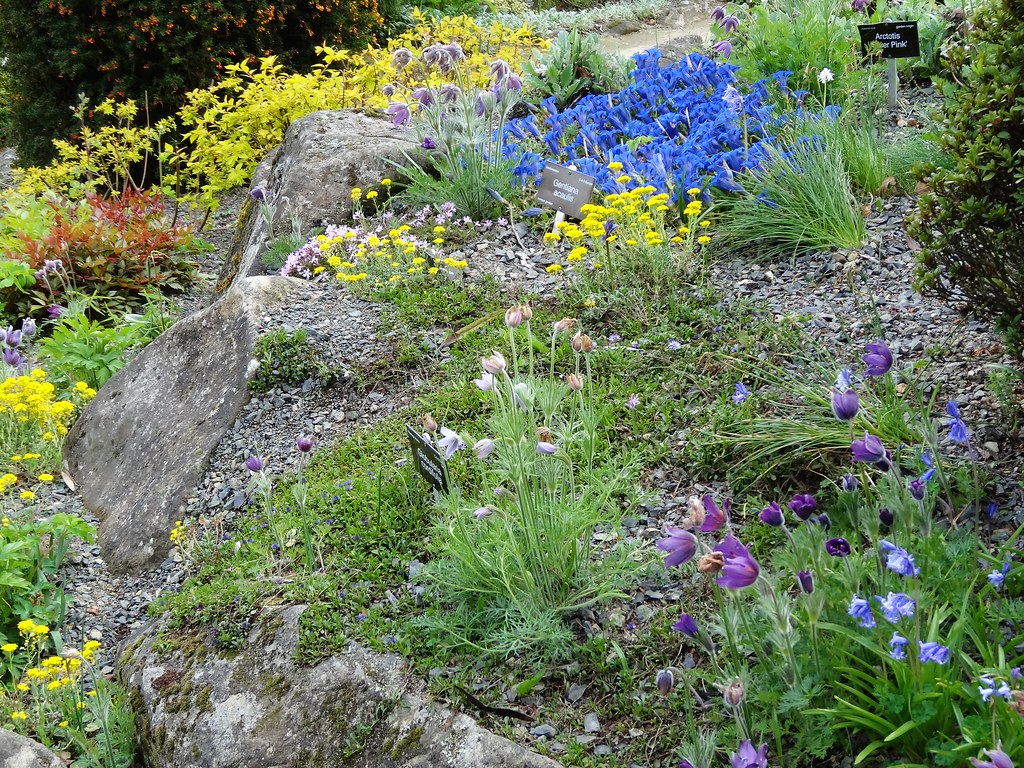 Dunedin Botanic Gardens. Part of the pretty Alpine Rock garden with spring blooms.