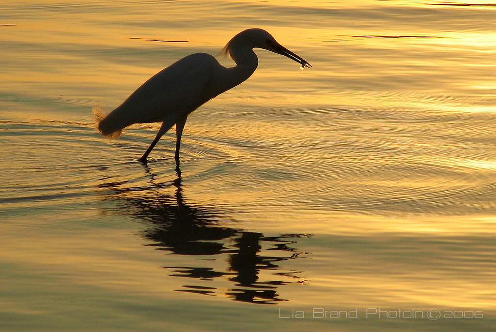 ahoy♪ an aperitif in the sunset...♫ great egret from singapore♫ by bocavermelha-l.b.