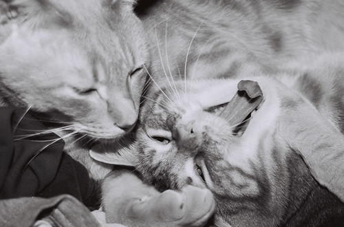 biting kitties | by rowrtay