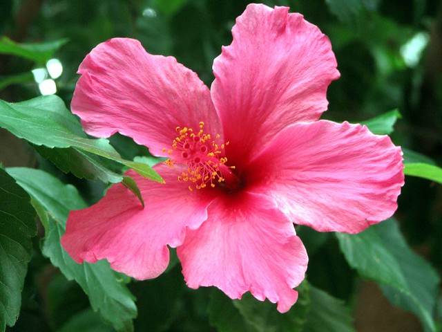 Hibiscus | Hibiscus rosa-sinensis | Jean | Flickr