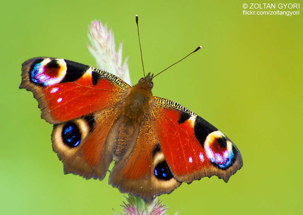 Peacock Butterfly: The Most Colorful Butterfly in the World