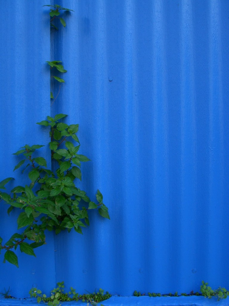 Blue wall with some green. | A National Acrobat | Flickr