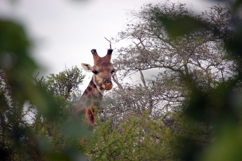 Giraffeethruthetrees | by MrsLimestone