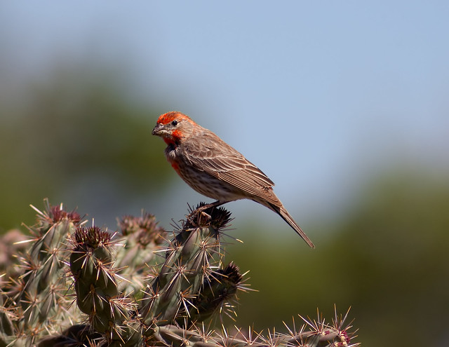 Pointy-Perched Male House Finch