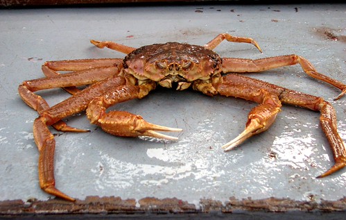chionoecetes crab bairdi tanner crabs crappy