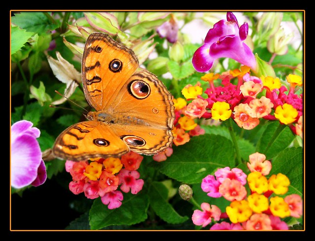 Peacock Pansy visiting again when our lantana was in full bloom!