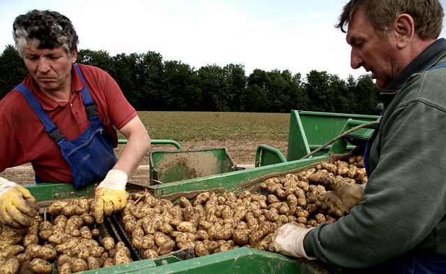potatoe-harvest
