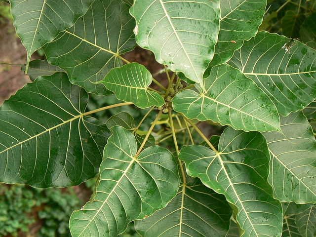 Ficus arnottiana (Miq.) Miq.