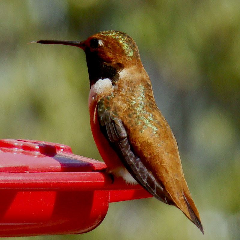 Rufous Hummingbird | Flickr