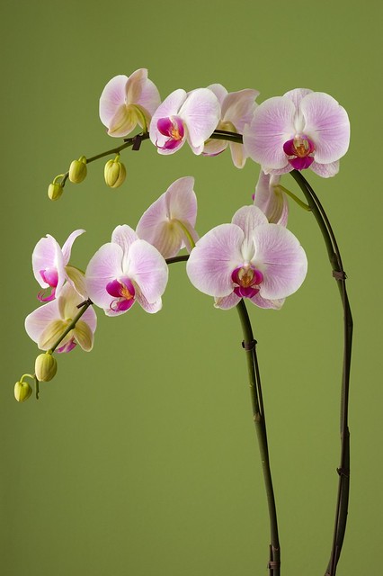 Orchid-0007.jpg