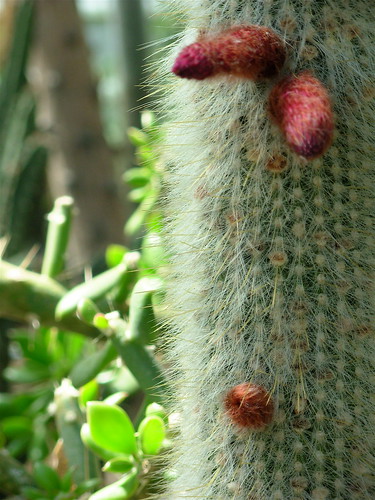 Cactus | Erotic stuff at the Royal Botanic Gardens, Kew, Lon… | Flickr
