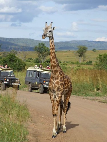 Maasai Mara National Reserve (124)