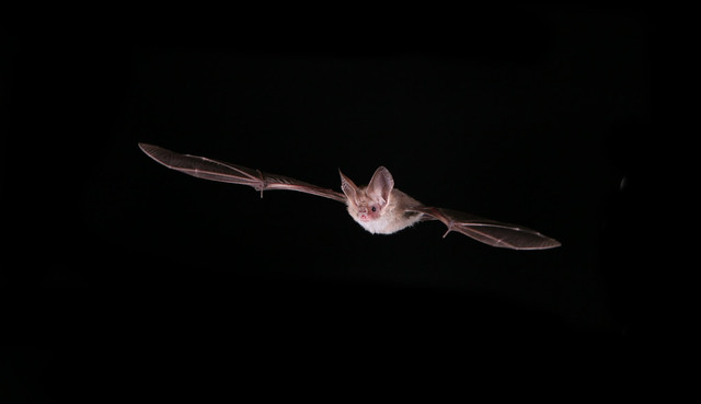 Lesser Long-eared Bat (Nyctophilus geoffroyi) in flight in Central Australia.