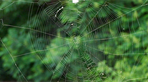 vermont web spiderweb rutland meeyauw
