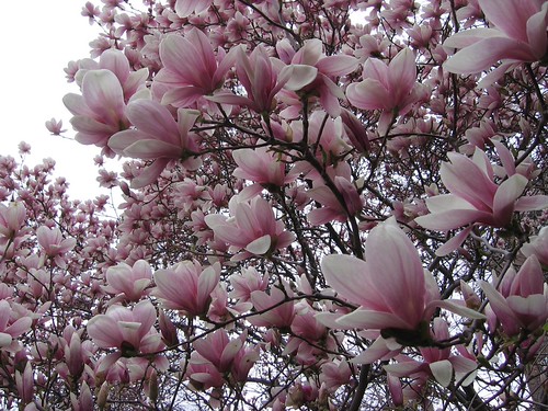 Pink Flowers | by curran.kelleher