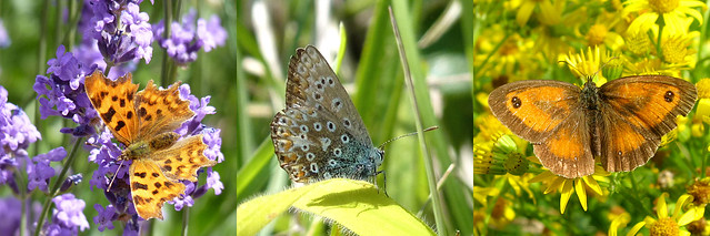British Bug Week 2010, Monday - Butterflies
