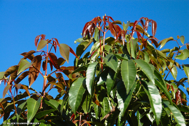 Karrabina benthamiana (Geissois benthamiana) - Red Carabeen