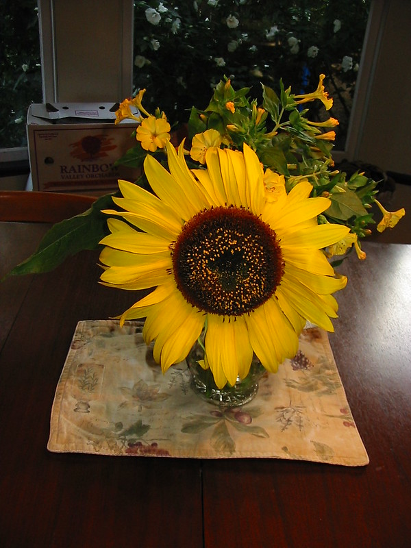 four o'clocks and sunflower/ our dining room