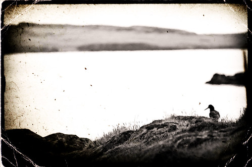 Oystercatcher | by Matt Fairview