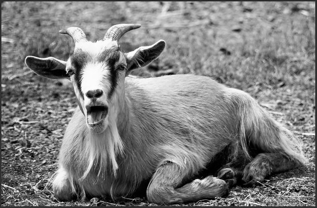 Another shot of that Goat B&W