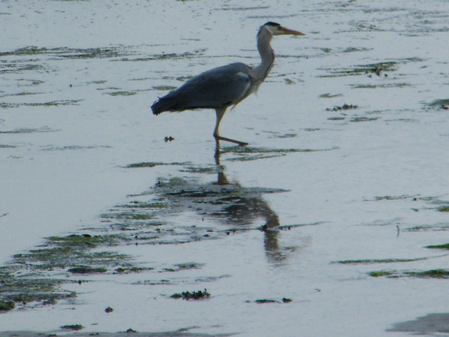 Grey Heron Findhorn Bay