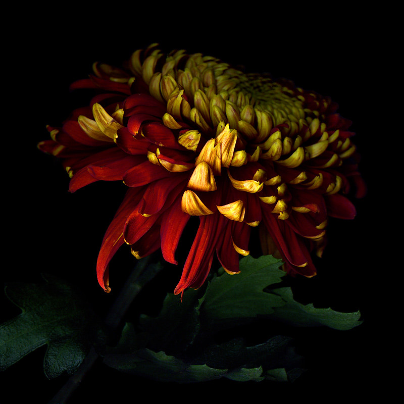 THE FULL GLORY AUTUMN COLOURS, chrysanthemum by magda indigo