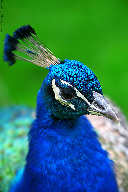 The Peacock Vanity