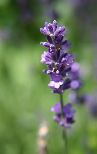 Herb Garden Blend