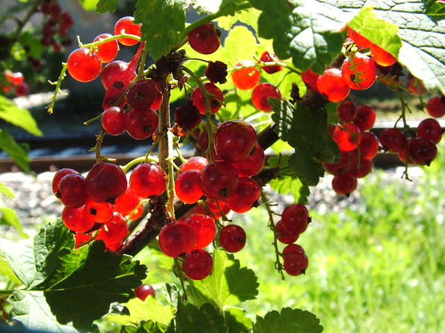 Ribes rosso (Ribes rubrum) - Redcurrant.