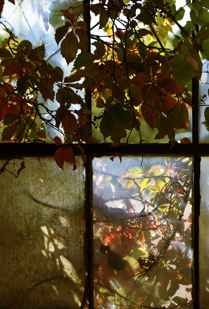 Из окна были видны стволы вишен. Осеннее окно. Окно осень. Вид из окна осень. Осенний вид из окна.