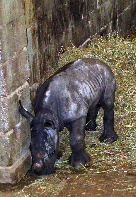 Ten day old black rhino