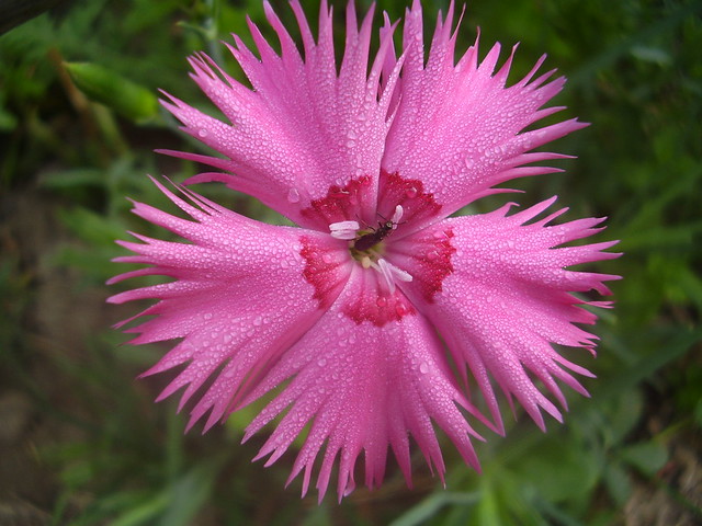 Dianthus Plumarius - group 'Ipswich Pink'