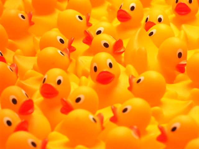 So many ducks... Ducking hell