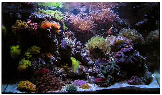 My reef aquarium as of October 2006