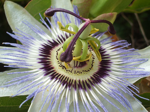 Interesting Flower | Stanley, Tasmania, Australia | Natalie Townsend ...