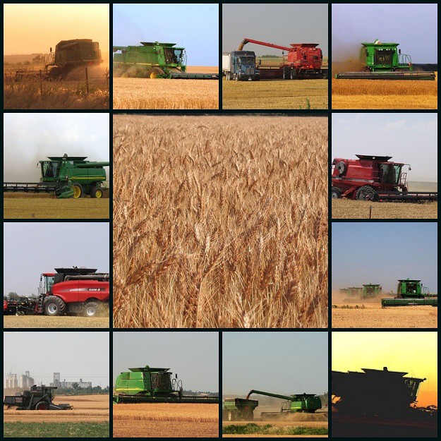 Wheat Harvest 2