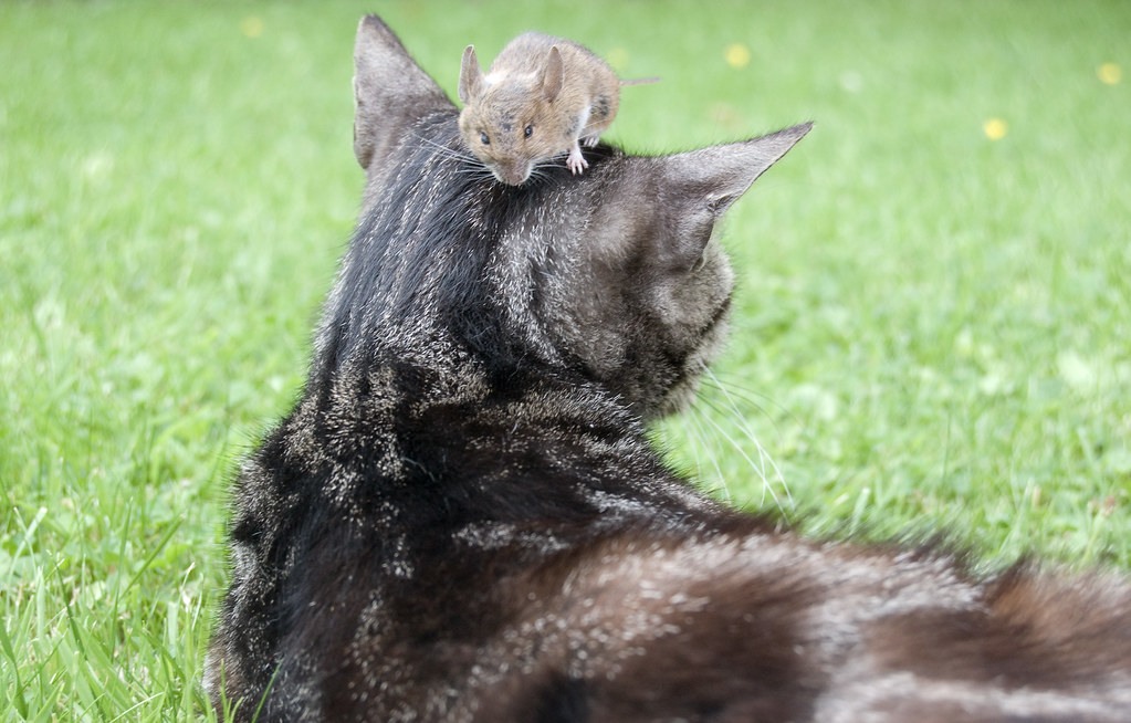 Cat + Mouse