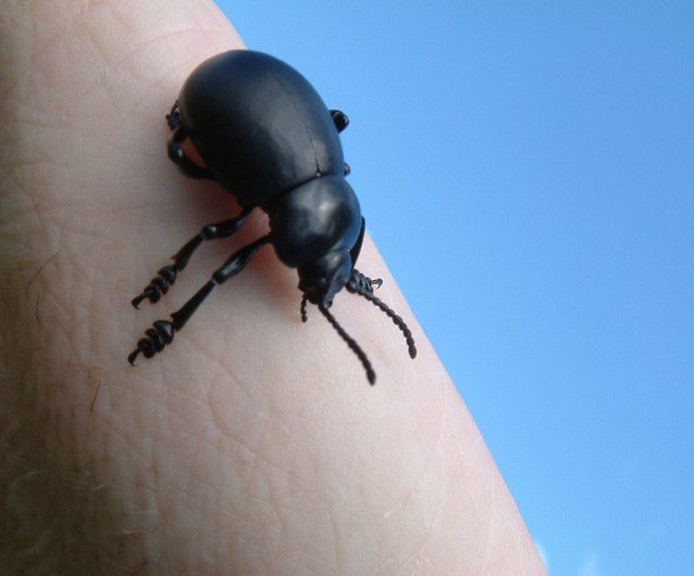 Blue Sky, Black Beetle