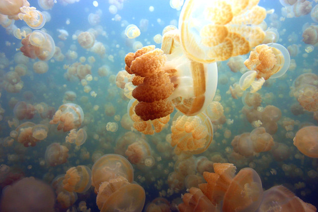 Jellyfish lake