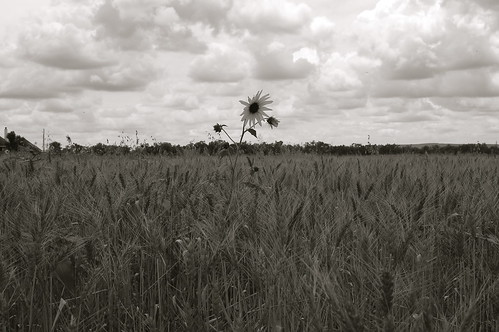 field texas wheat farmland daisy abeline