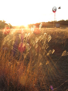 Grasses at sunset