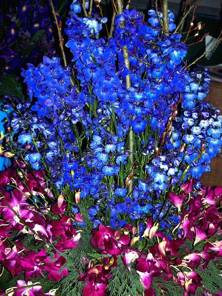 Blue n Purple | Delphiniums and Tropical Dendrobium orchid f… | Flickr