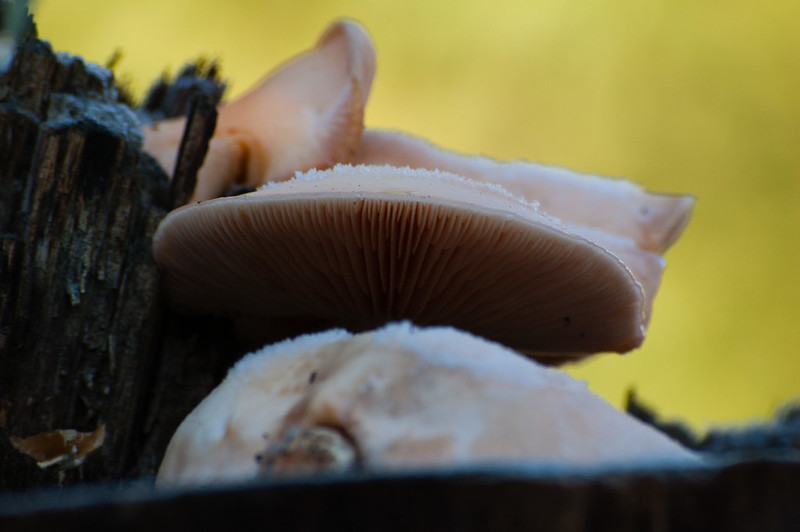 Branched oyster fungus