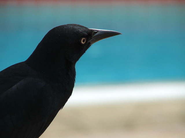 oh black bird