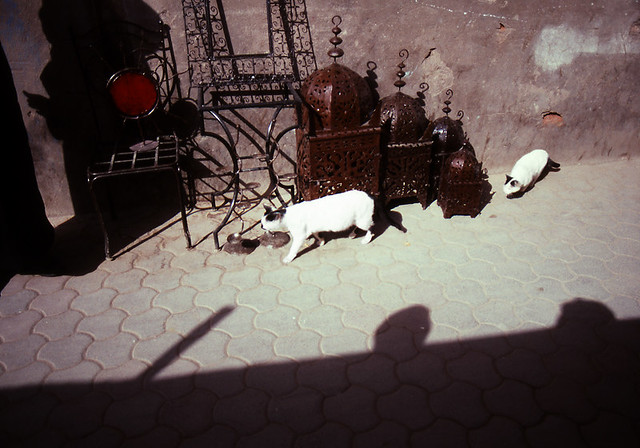 36_Cat2 in Marrakech