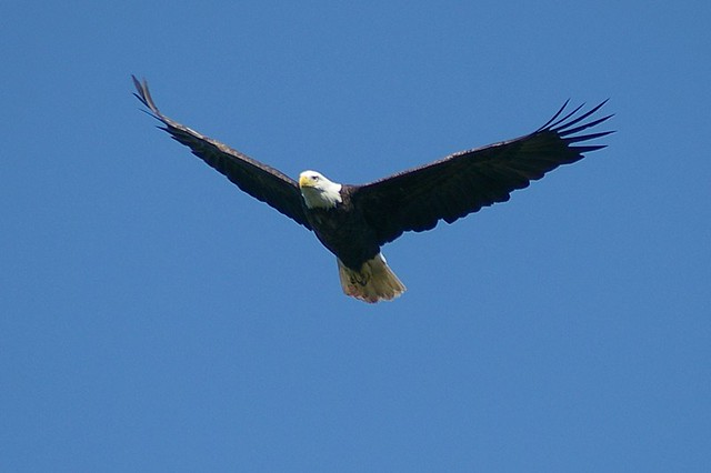 Let the eagle soar III