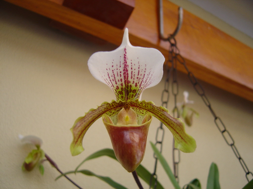 Orquídea Tamanquinho 2 (16/07/2006) | Orquídea Paphiopedilum… | Flickr